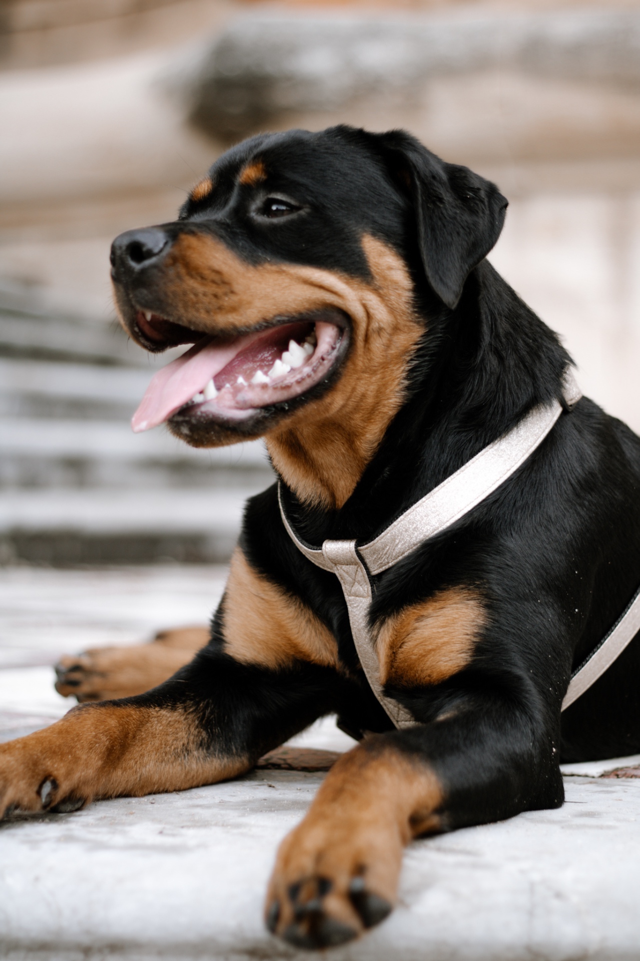 Sierra, la chienne de Louise